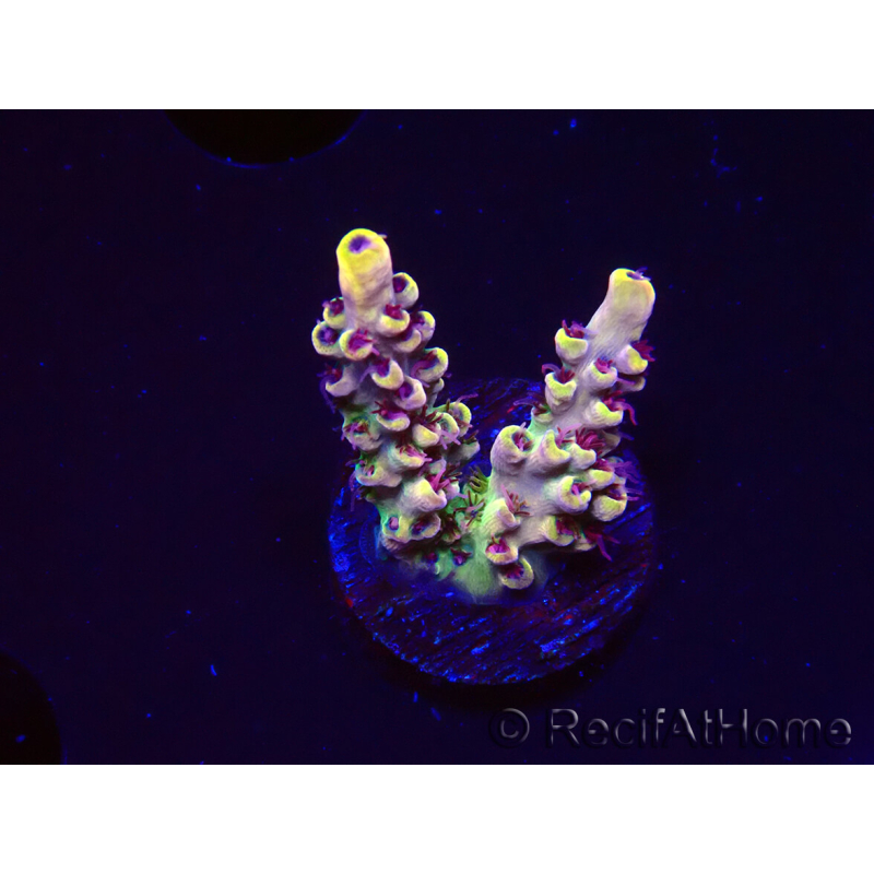 WYSIWYG RAH Acropora Pink Floyd 5D6