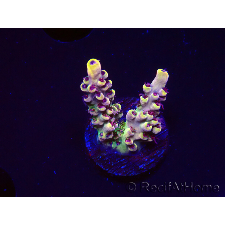WYSIWYG RAH Acropora Pink Floyd 5D6