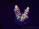 WYSIWYG RAH Acropora Pink Floyd