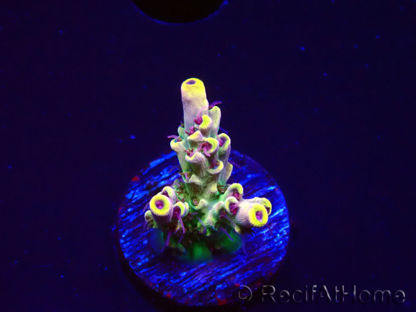 WYSIWYG RAH Acropora Pink Floyd 5D7