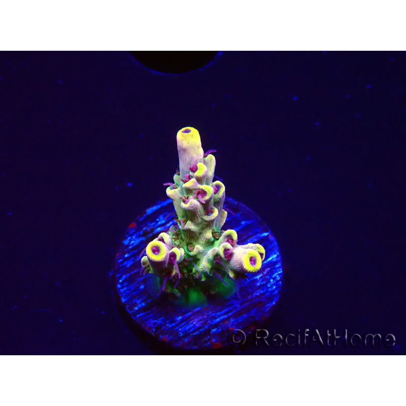 WYSIWYG RAH Acropora Pink Floyd 5D7