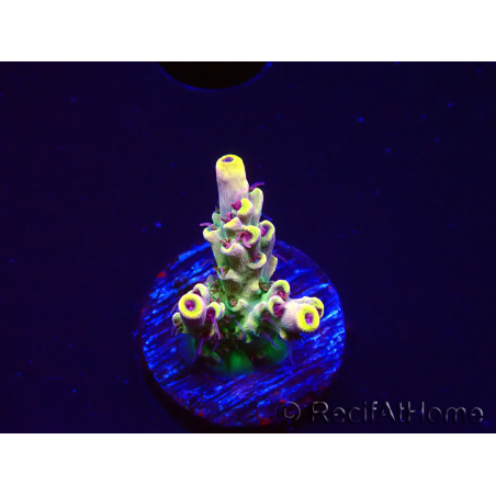 WYSIWYG RAH Acropora Pink Floyd 5D7