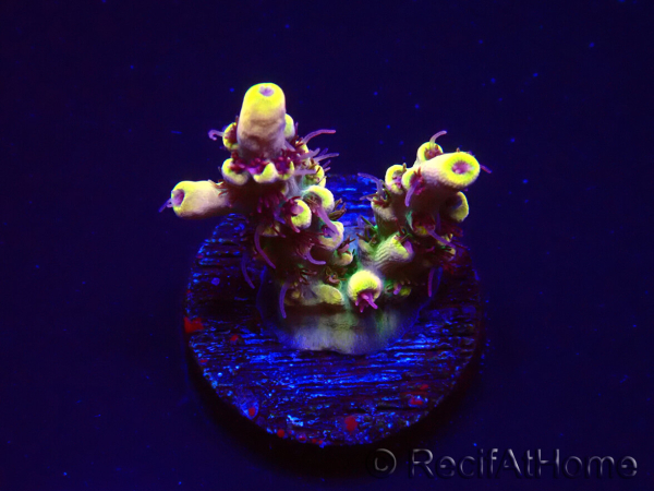 WYSIWYG RAH Acropora Pink Floyd 5D8
