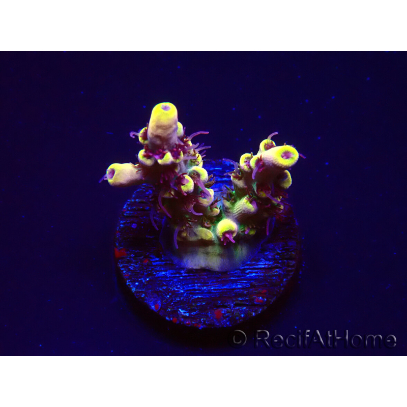 WYSIWYG RAH Acropora Pink Floyd