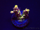 WYSIWYG RAH Acropora Pink Floyd