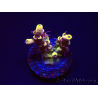 WYSIWYG RAH Acropora Pink Floyd 5D8