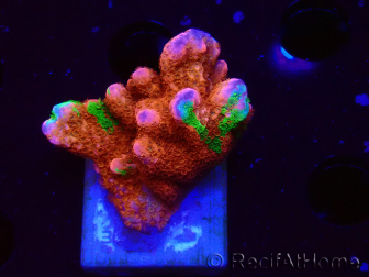 WYSIWYG WWC Montipora Contraband Digitata