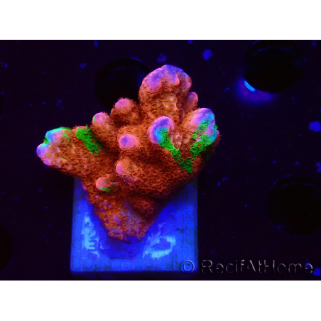 WYSIWYG WWC Montipora Contraband Digitata