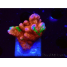WYSIWYG WWC Montipora Contraband Digitata
