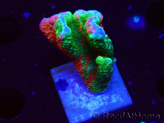 WYSIWYG WWC Montipora Contraband Digitata 5V2