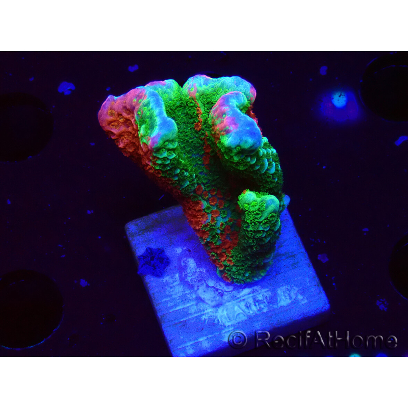 WYSIWYG WWC Montipora ContrabandDigitata