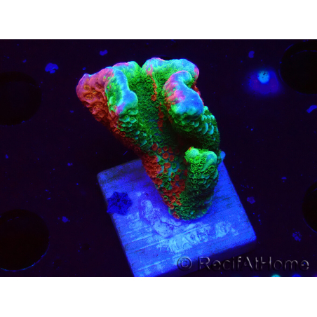 WYSIWYG WWC Montipora ContrabandDigitata