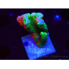 WYSIWYG WWC Montipora ContrabandDigitata