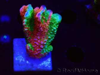 WYSIWYG WWC Montipora Contraband Digitata