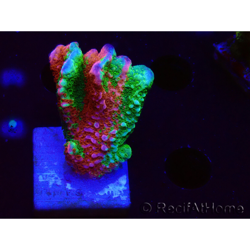 WYSIWYG WWC Montipora Contraband Digitata