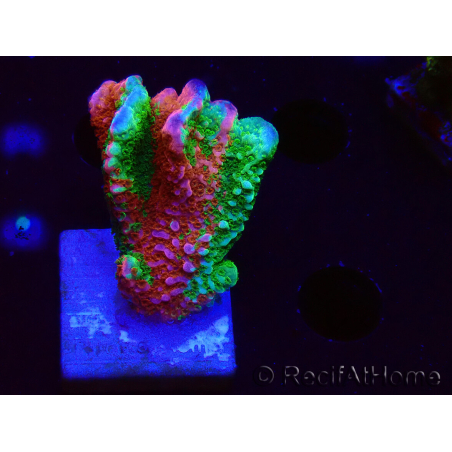 WYSIWYG WWC Montipora Contraband Digitata