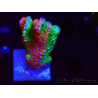 WYSIWYG WWC Montipora Contraband Digitata