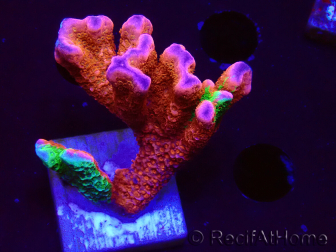 WYSIWYG WWC Montipora ContrabandDigitata