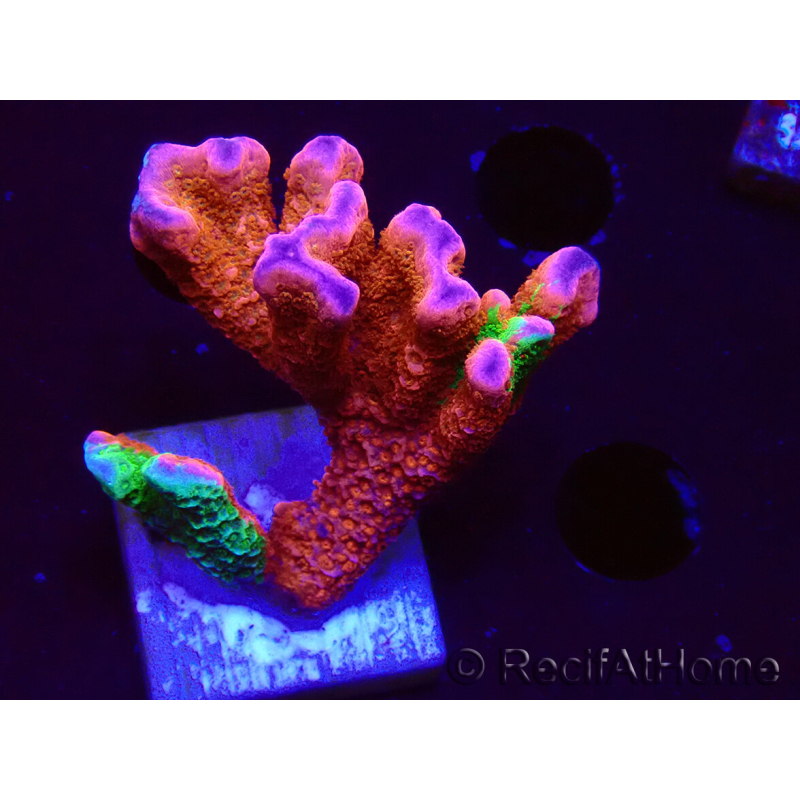 WYSIWYG WWC Montipora Contraband Digitata 5V4
