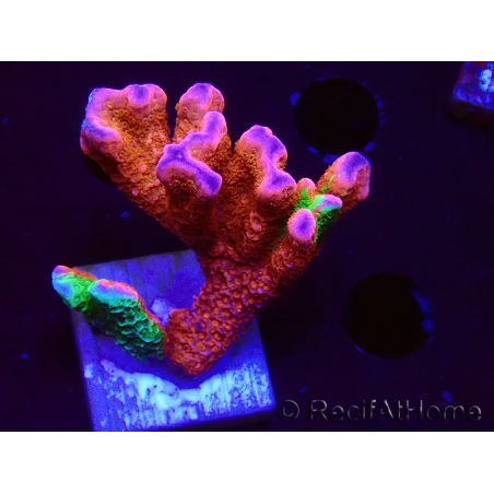 WYSIWYG WWC Montipora Contraband Digitata 5V4