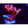 WYSIWYG WWC Montipora ContrabandDigitata