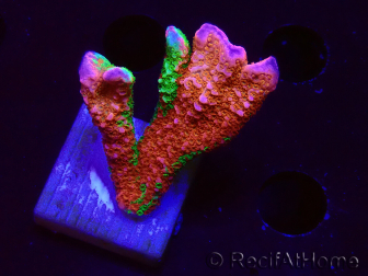 WYSIWYG WWC Montipora Contraband Digitata