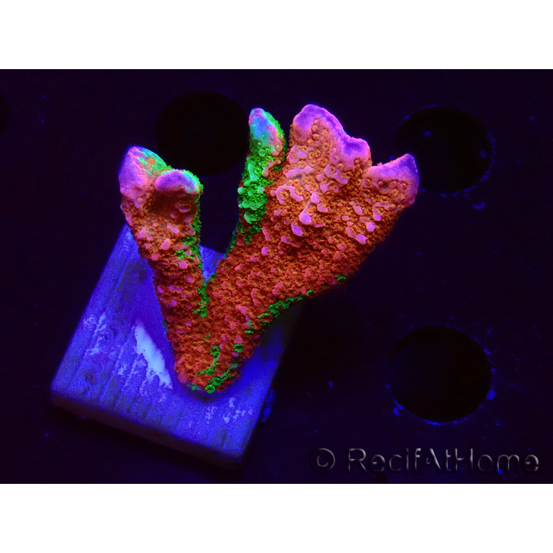 WYSIWYG WWC Montipora Contraband Digitata