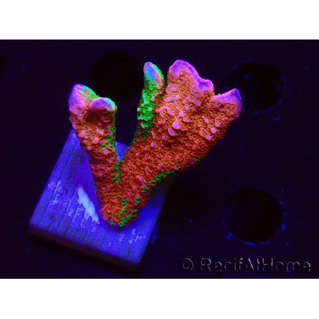 WYSIWYG WWC Montipora Contraband Digitata