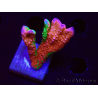 WYSIWYG WWC Montipora Contraband Digitata