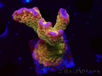 WYSIWYG - RAH Montipora Silly Salmon