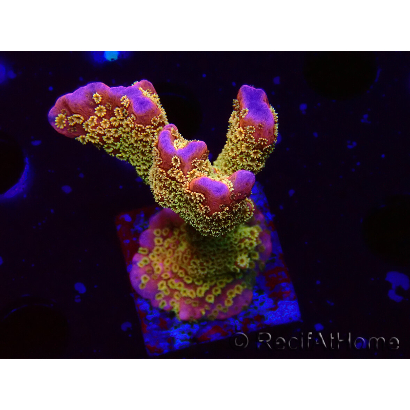 WYSIWYG - RAH Montipora Silly Salmon