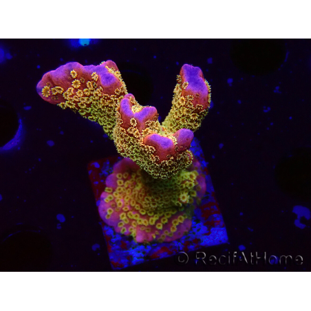 WYSIWYG - RAH Montipora Silly Salmon