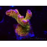 WYSIWYG - RAH Montipora Silly Salmon
