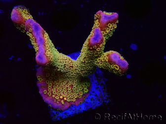 WYSIWYG - RAH Montipora Silly Salmon