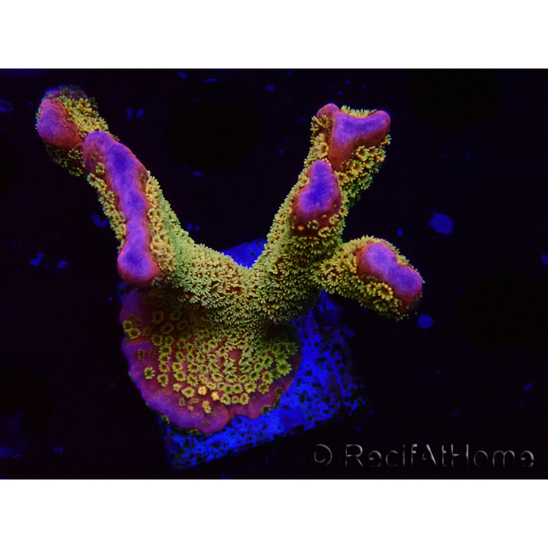 WYSIWYG - RAH Montipora Silly Salmon