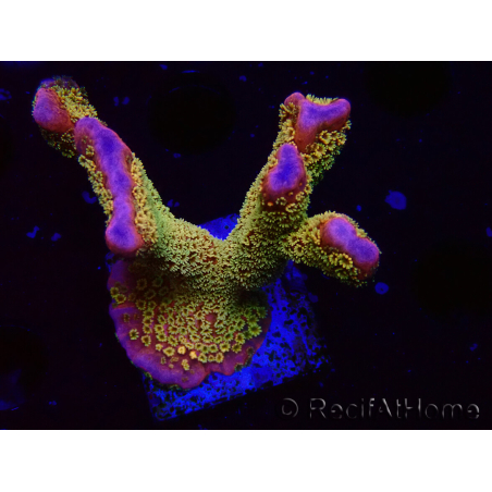 WYSIWYG - RAH Montipora Silly Salmon