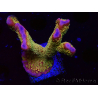 WYSIWYG - RAH Montipora Silly Salmon