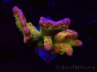 WYSIWYG - RAH Montipora Silly Salmon