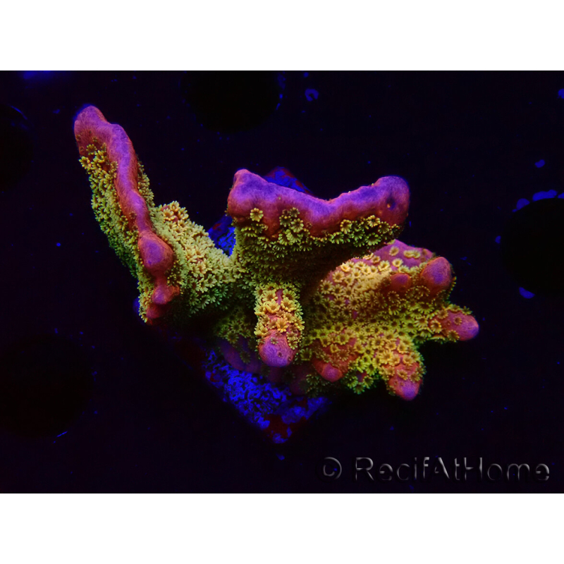 WYSIWYG - RAH Montipora Silly Salmon 5Z3