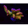WYSIWYG - RAH Montipora Silly Salmon 5Z3