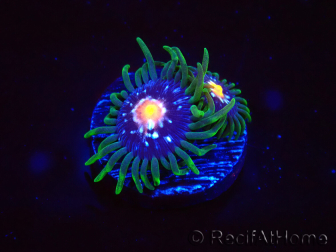 WYSIWYG - JF Zoanthus Stargazer 2A9