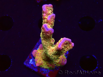 WYSIWYG - RAH Montipora Silly Salmon