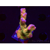WYSIWYG - RAH Montipora Silly Salmon