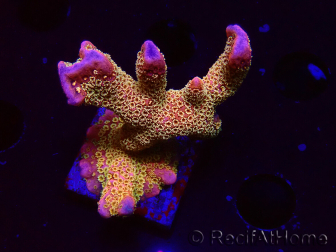 WYSIWYG - RAH Montipora Silly Salmon 5Z5