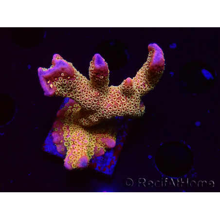 WYSIWYG - RAH Montipora Silly Salmon