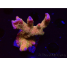WYSIWYG - RAH Montipora Silly Salmon
