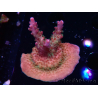 WYSIWYG- RAH Acropora Princess