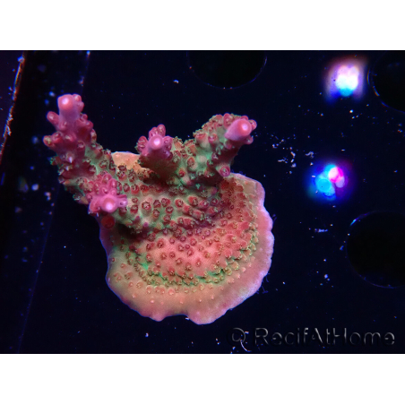 WYSIWYG- RAH Acropora Princess