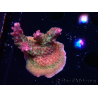 WYSIWYG- RAH Acropora Princesa