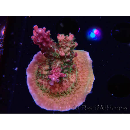 WYSIWYG - RAH Acropora Princess